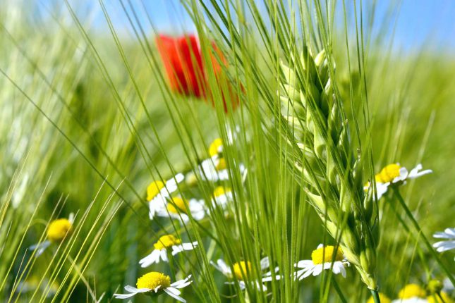 EU-Ministerrat hat der Deregulierung von Produkten aus neuer Gentechnik zugestimmt